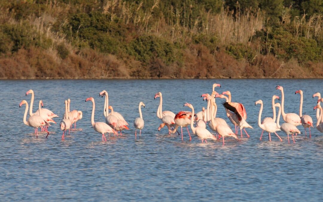 Las Salinas de Calpe: naturaleza, historia y aves
