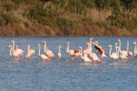 Las Salinas de Calpe: naturaleza, historia y aves 2