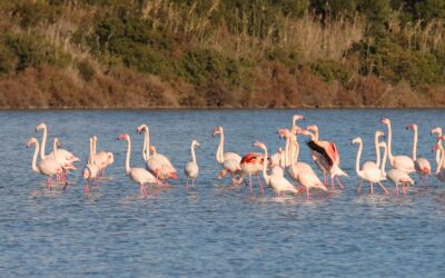 Las Salinas de Calpe: naturaleza, historia y aves