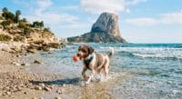 Guía de playas para perros en Calpe y la Costa Blanca: Disfruta con tu mascota 1