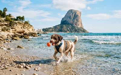 Guía de playas para perros en Calpe y la Costa Blanca: Disfruta con tu mascota